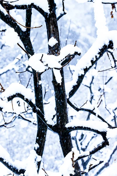 birch tree branches in the snow