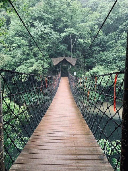 bridge in the forest