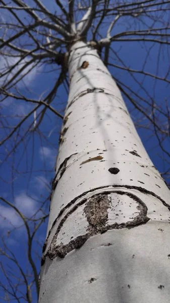 birch tree branches in the park