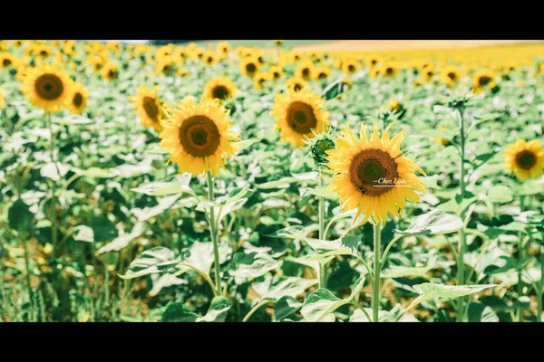 sunflower field, sunflowers, sun, flowers, nature