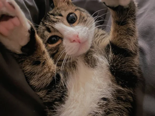 cute cat with a black and white