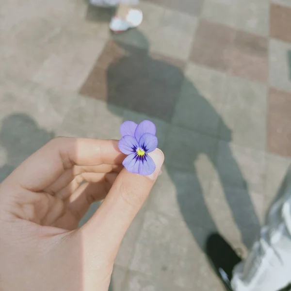 a closeup shot of a hand holding a flower