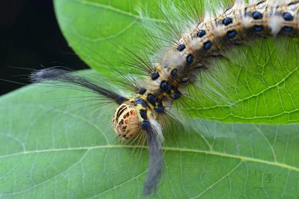 close up of a wasp on a leaf