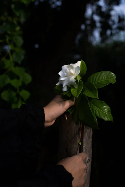 a man holds a bouquet of roses in a hand