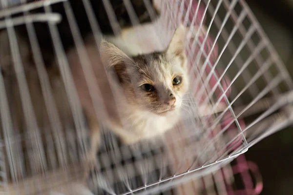 cute cat in the cage