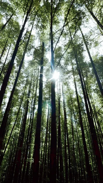 Hermoso Bosque Por Mañana — Foto de Stock