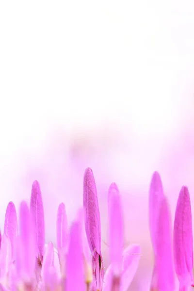 beautiful pink flowers on a white background