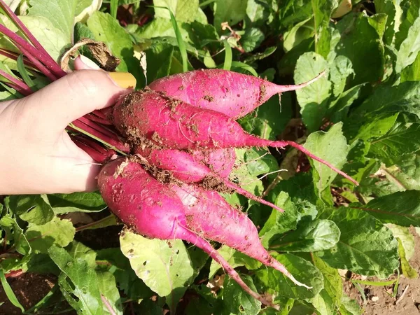 fresh beetroot with leaves on the ground
