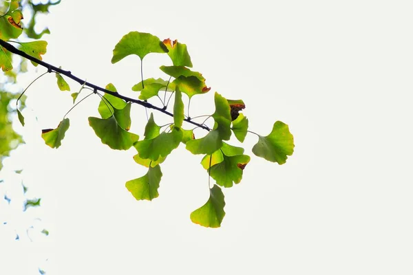 green leaves on a white background