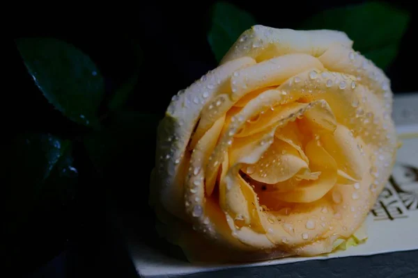 beautiful rose flower on black background