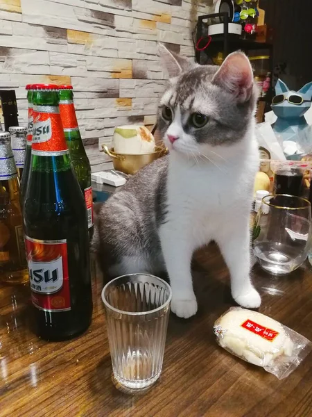 cat with a glass of milk and a cup of tea