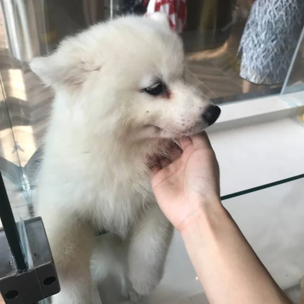 a dog is a person in the salon