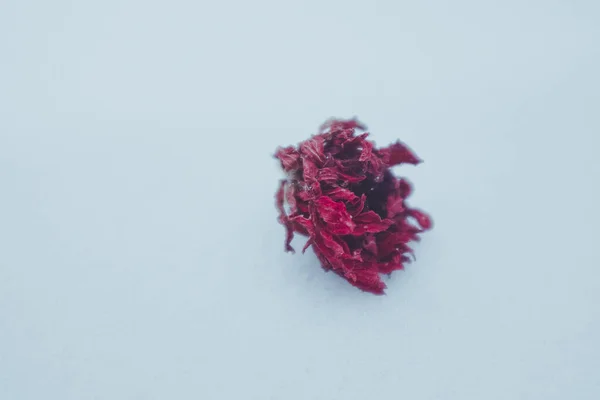 dried rose petals on white background