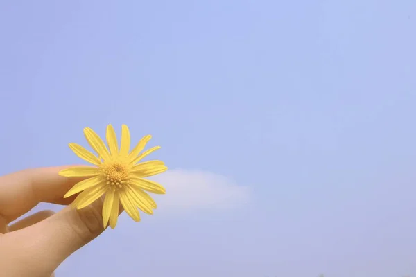 hand holding a flower on a blue sky background