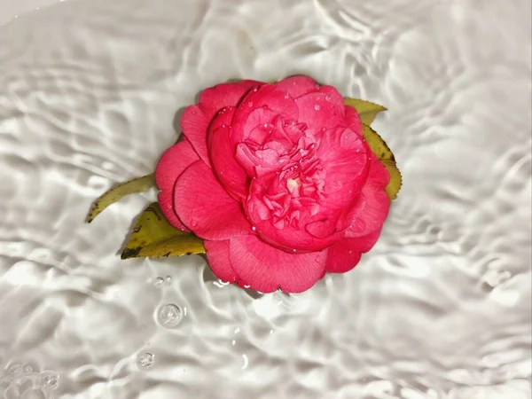 beautiful red rose with water drops