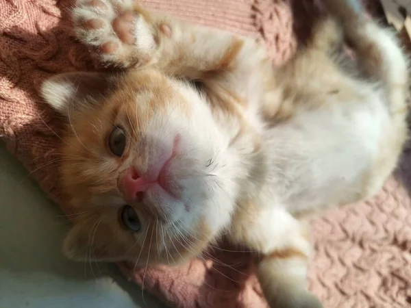 cute fluffy cat on the background of the house