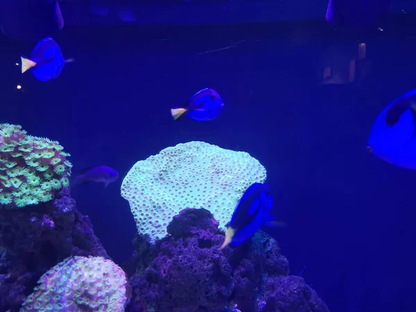 beautiful underwater world, fish and fishes in the aquarium