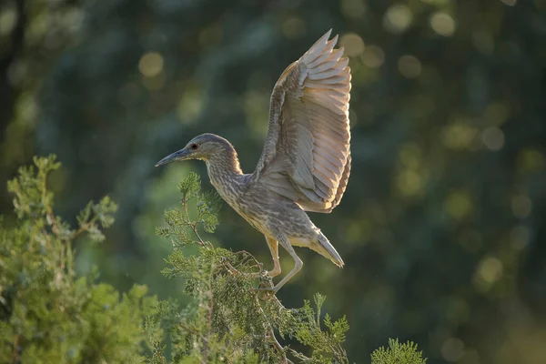 bird in flight in the forest