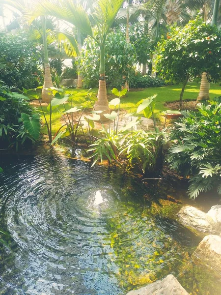 beautiful tropical garden with green leaves and plants