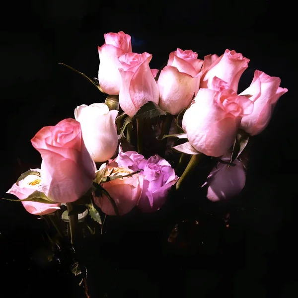 beautiful pink roses on a dark background