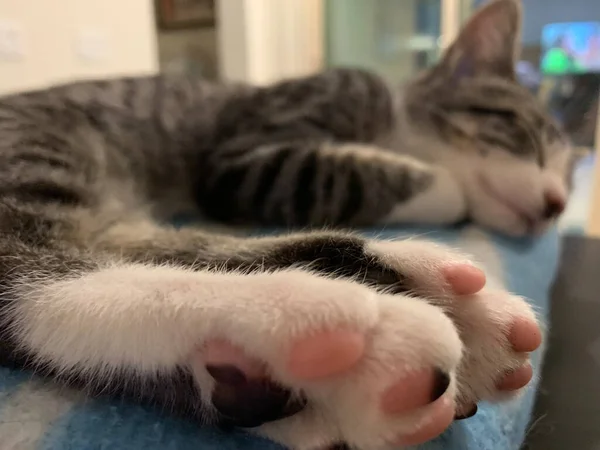 cat sleeping on the couch