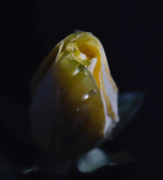 close up of a yellow tulip