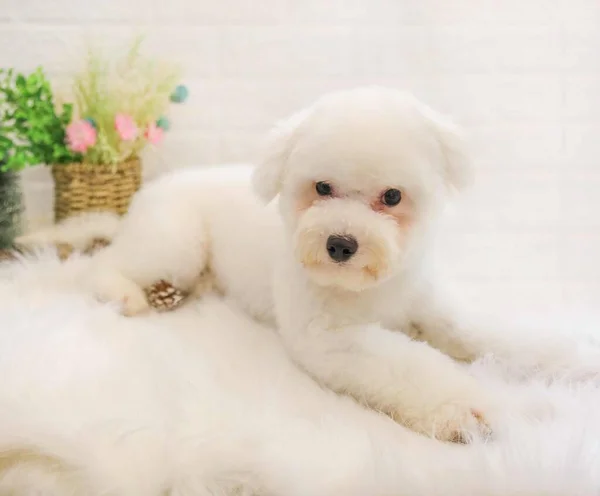 white fluffy poodle dog with a fur
