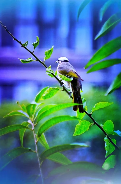 beautiful bird in the forest