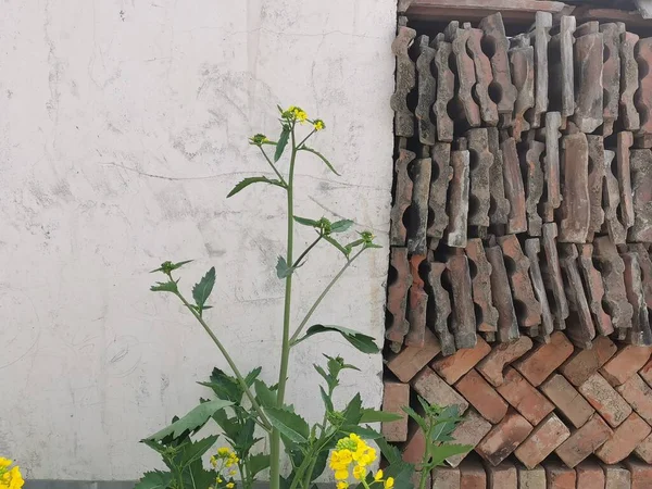 old brick wall with a plant