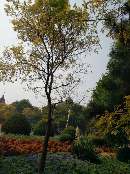 beautiful autumn landscape with trees and leaves