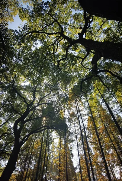 Hermosa Vista Del Bosque — Foto de Stock