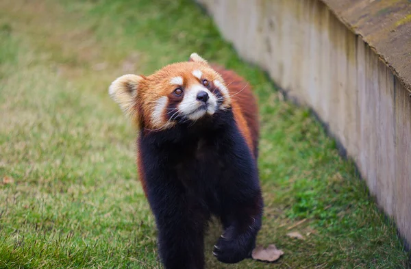 cute panda on the background of the forest