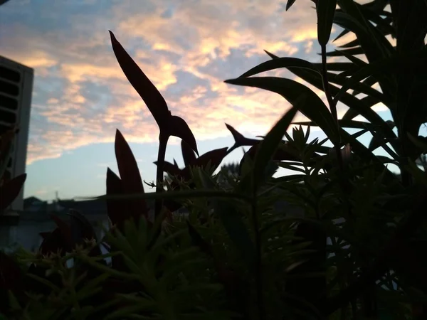 silhouette of a dragon in the sky