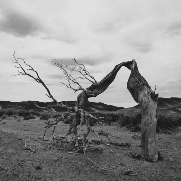 black and white photo of a tree in the desert