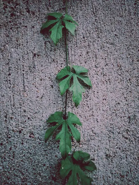 stock image green ivy leaves on a concrete wall