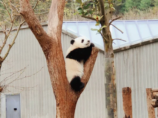 cute panda in the park