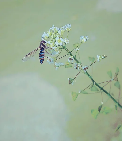 a closeup shot of a dragonfly on a flower