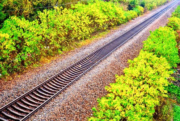 railway tracks in the forest