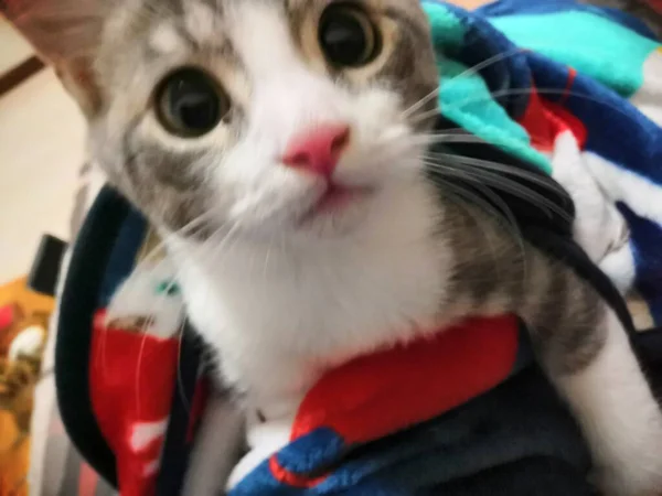 cat with a toy kitten