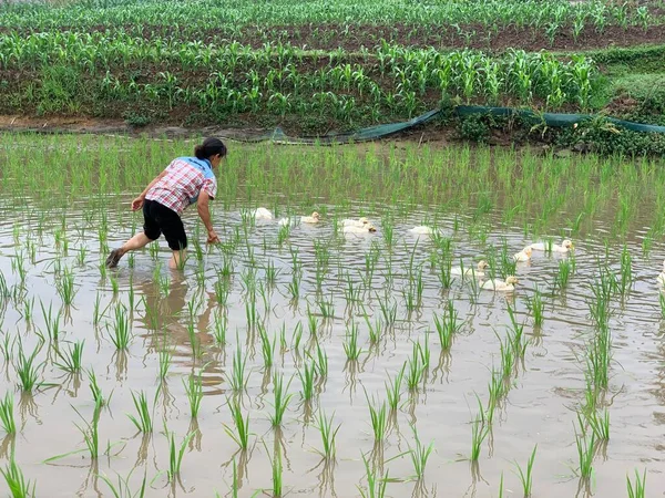 farmer planting rice in the paddy field