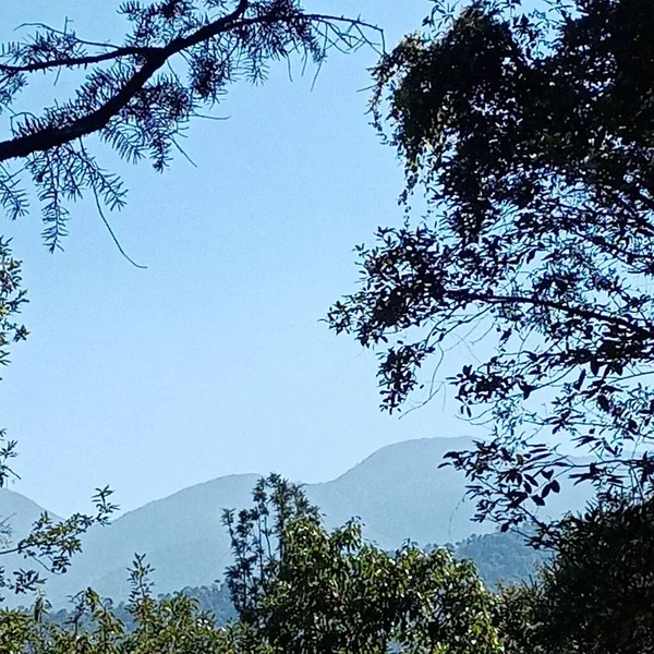 stock image beautiful view of the forest