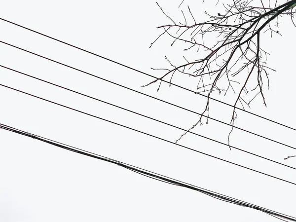 vector illustration of a line of a wire-frame with a tree