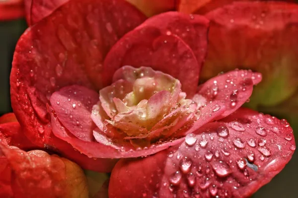 beautiful red rose with water drops