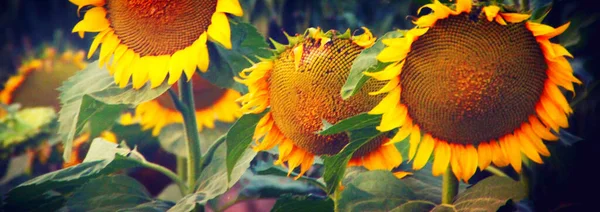 sunflower field, sunflowers, sun, flowers, nature, flora, people, farming, agriculture, summer