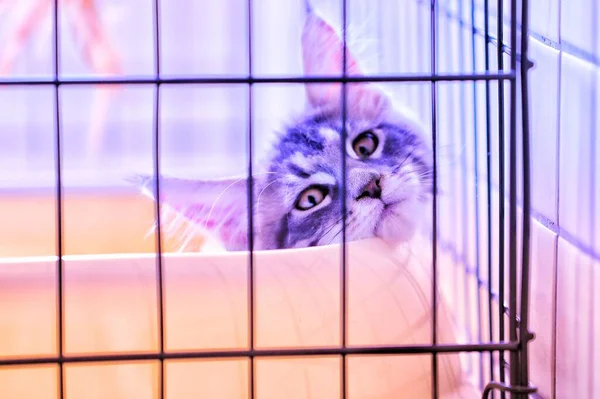 cat in the cage