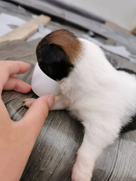 a cat is eating a dog