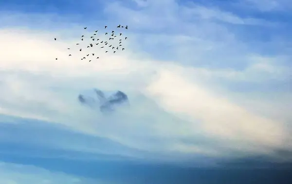 flying birds in the sky