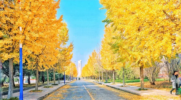 autumn landscape with colorful trees and leaves