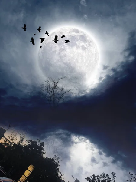 beautiful night sky with birds and trees