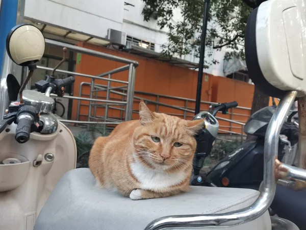 a cat in the car